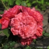 Mary Rose